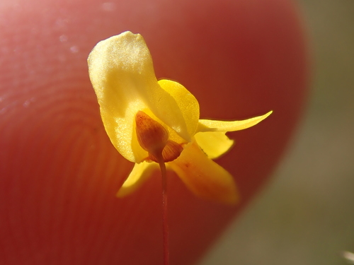 Image of Utricularia pusilla by no rights reserved