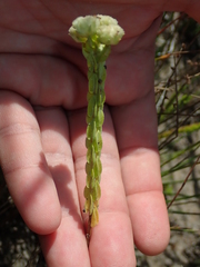 Hyptis obtecta