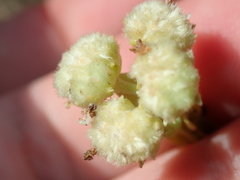 Hyptis obtecta