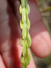 Hyptis obtecta