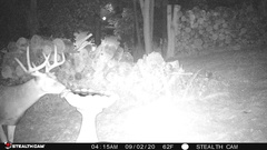 Odocoileus virginianus