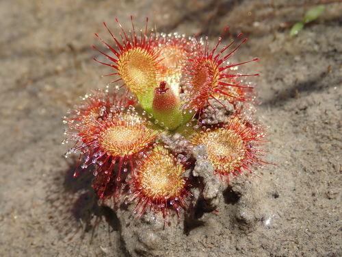 Drosera sessilifolia