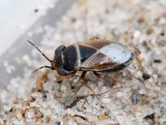 Geocoris megacephalus