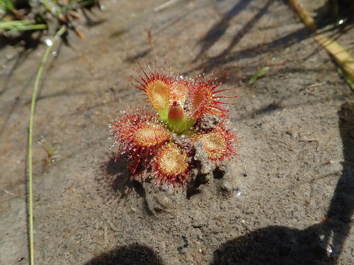 Drosera sessilifolia