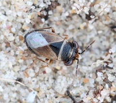 Geocoris megacephalus