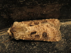 Agrotis clavis