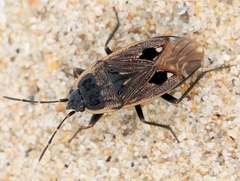 Graptopeltus lynceus