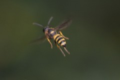 Cerceris atramontensis