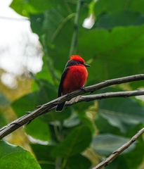 Pyrocephalus rubinus obscurus