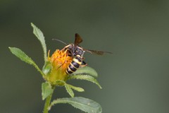 Cerceris atramontensis