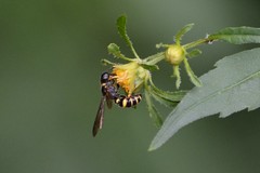 Cerceris atramontensis