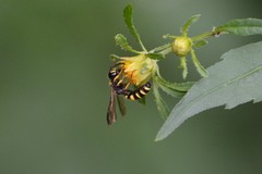 Cerceris atramontensis