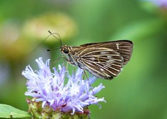 Vehilius stictomenes stictomenes
