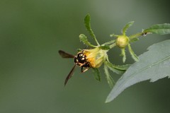 Cerceris atramontensis