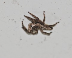 Platycryptus undatus