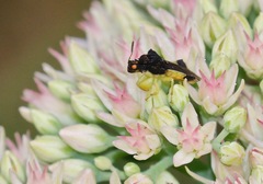 Phymata pennsylvanica