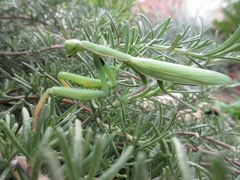 Mantis religiosa