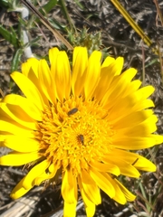 Berkheya angustifolia
