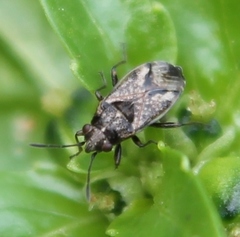 Nysius huttoni