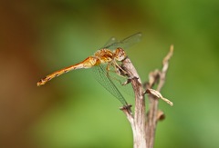 Sympetrum vicinum