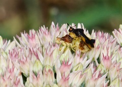 Phymata pennsylvanica