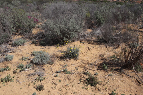 Othonna humilis