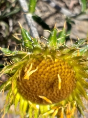 Berkheya angustifolia
