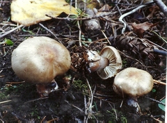 Rhodocollybia asema