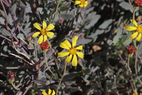 Othonna humilis