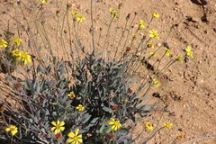 Othonna humilis