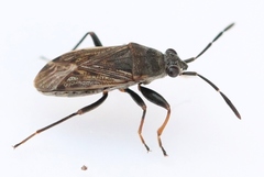 Peritrechus geniculatus