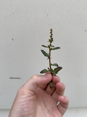 Oxybasis glauca glauca