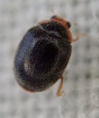 Scymnus auritus