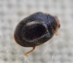 Scymnus auritus