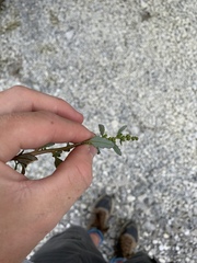 Oxybasis glauca glauca