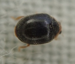 Scymnus auritus