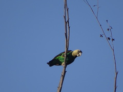 Poicephalus robustus