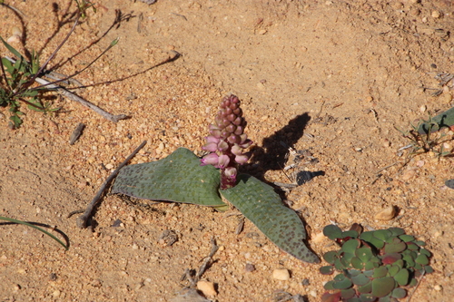 Image of Lachenalia nardousbergensis by (c) Tony Rebelo, some rights reserved (CC BY-SA)