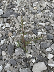 Oxybasis glauca glauca