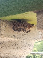 Mischocyttarus mexicanus