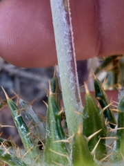 Berkheya angustifolia