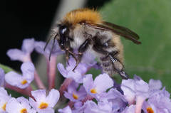 Bombus