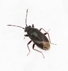 Stygnocoris fuligineus