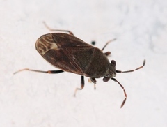 Stygnocoris fuligineus