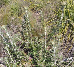 Berkheya angustifolia