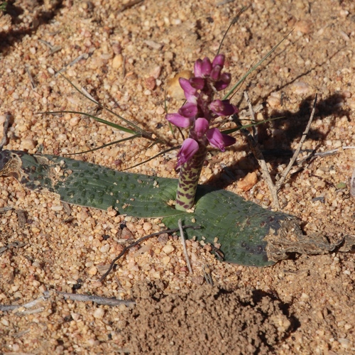 Lachenalia nardousbergensis