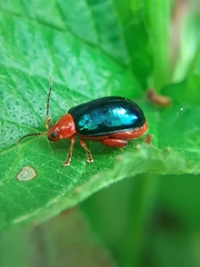 Alagoasa acutangula
