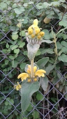 Phlomis bourgaei