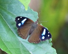 Cybdelis phaesyla