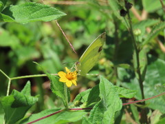Pyrisitia dina westwoodi
